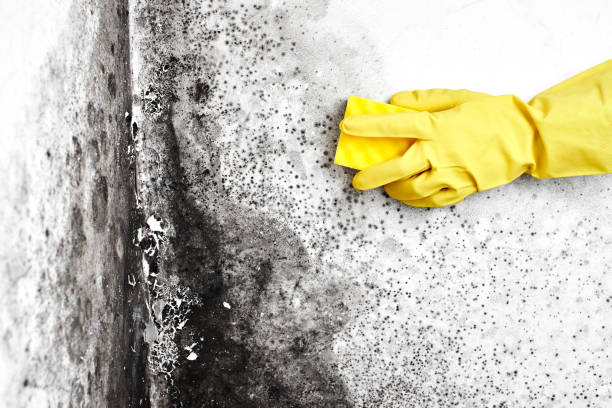 Best Office Mold Removal Services  in West Samoset, FL