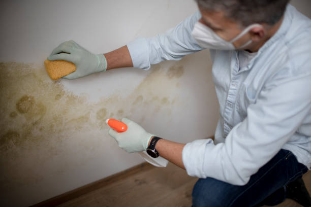 Best Mold Cleaning Services  in West Samoset, FL