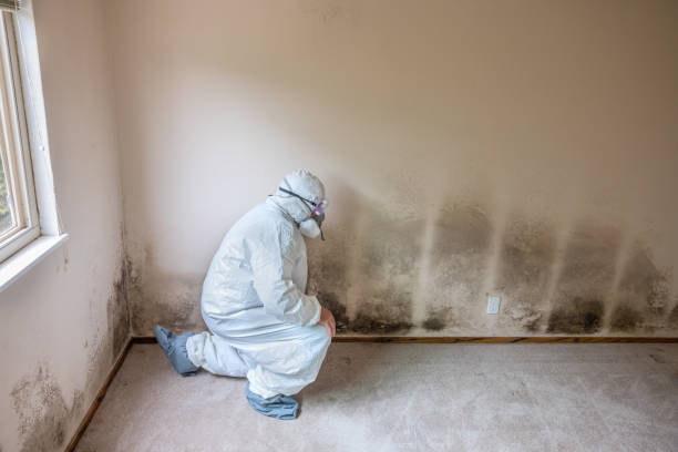 Best Fast Mold Removal  in West Samoset, FL