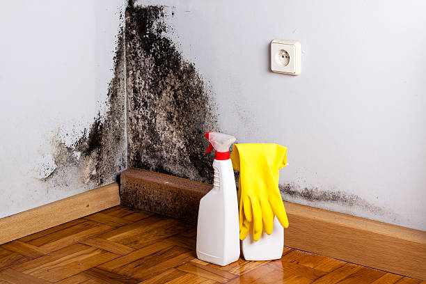 Best Fast Mold Removal  in West Samoset, FL
