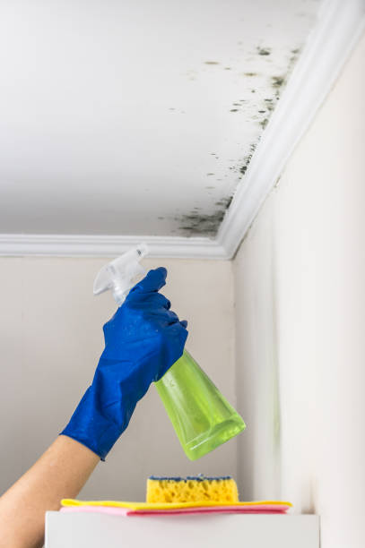 Best Affordable Mold Removal  in West Samoset, FL