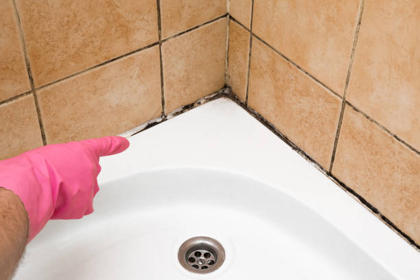 Best Residential Mold Removal  in West Samoset, FL